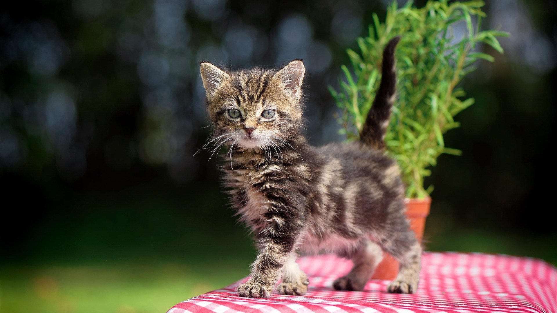 _掘金队迎来关键战役，士气高昂_，掘金队现在叫什么