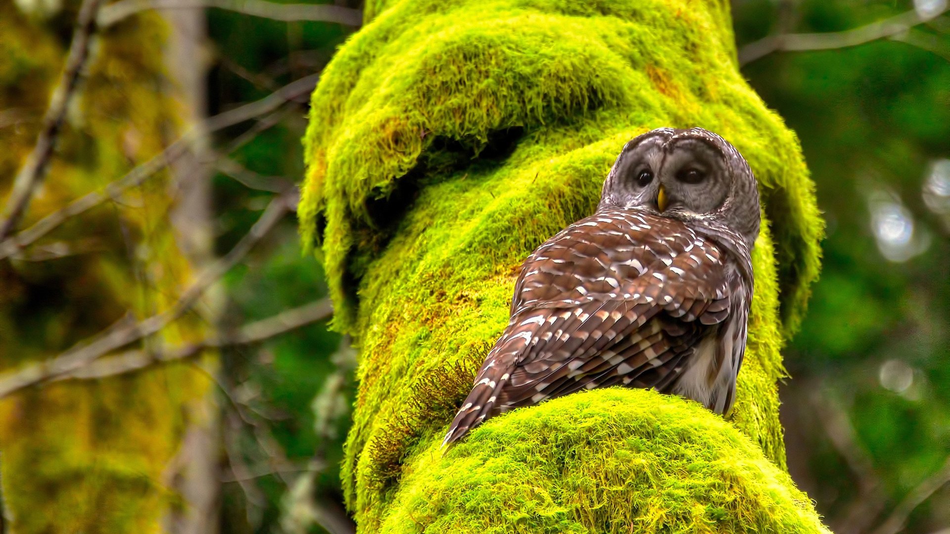 《电竞文化节:展现多元价值观的创新平台》,电竞文化衫