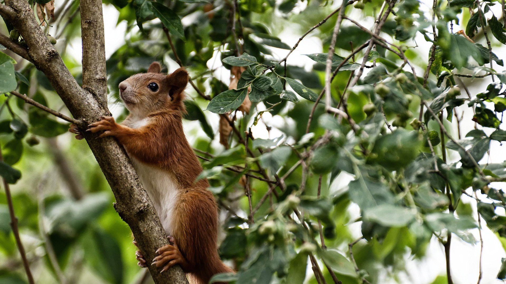 全国青少年足球运动普及,基层青训快速发展,全国青少年足球训练营