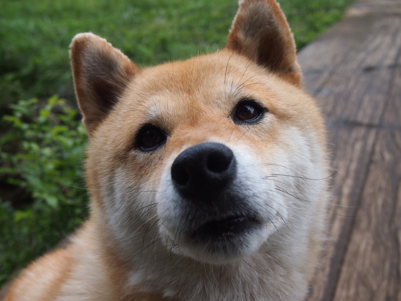 全国青少年足球运动普及,基层青训快速发展,全国青少年足球训练营