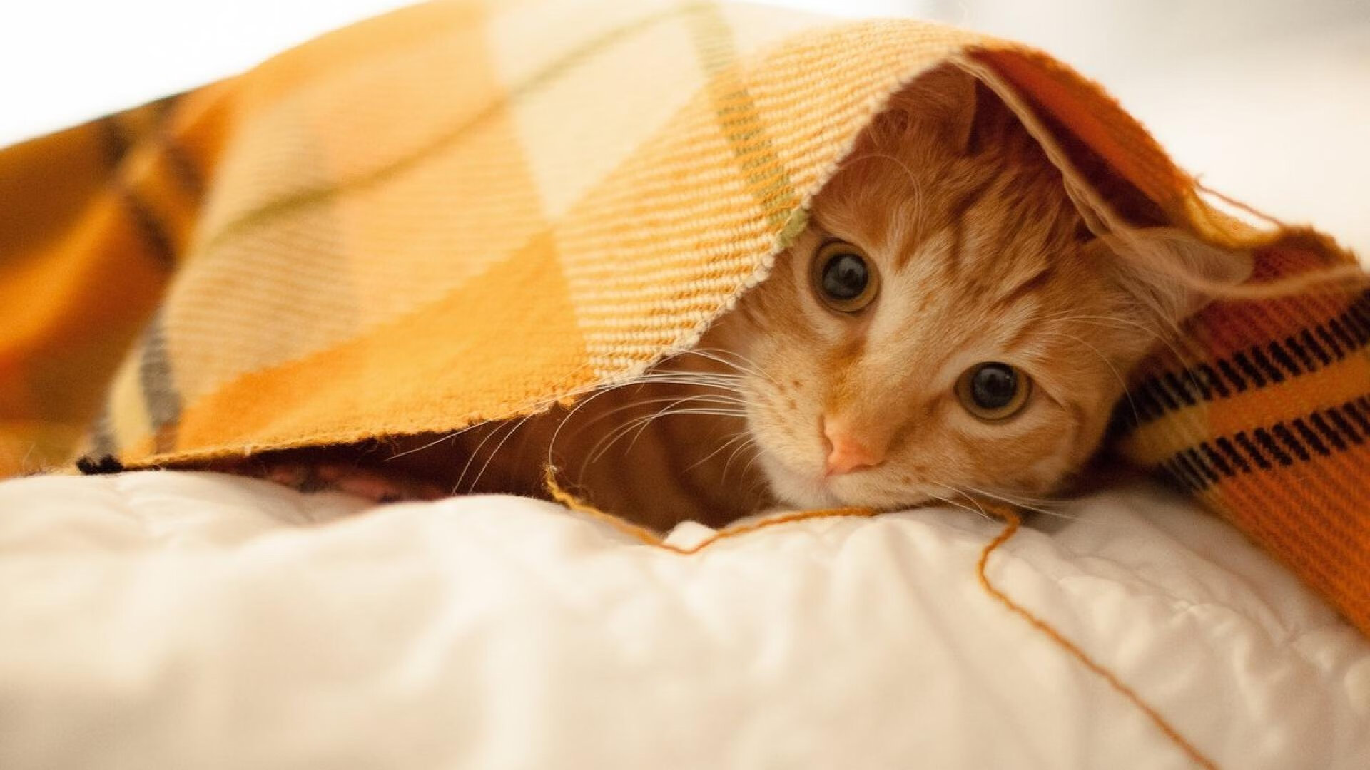 德甲打法革新，精彩瞬间不断，比赛精彩纷呈，德甲 ds