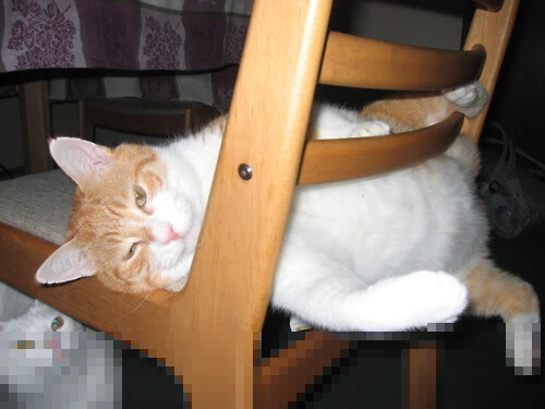 球迷故事:支持某支球队的小故事集锦,球迷轶事