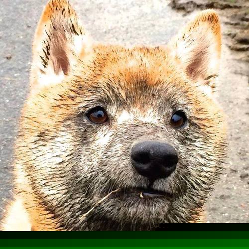 瑞士骑手马丁·福克斯在巴黎奥运会后成为马术协会主席，推动马术运动发展。