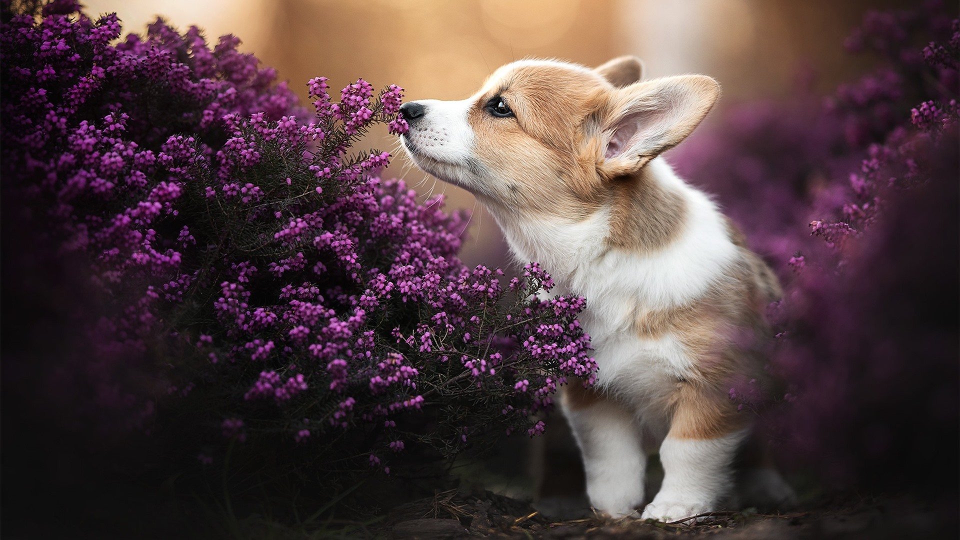 篮球联赛商业合作协议签署仪式举行，篮球赛协议书