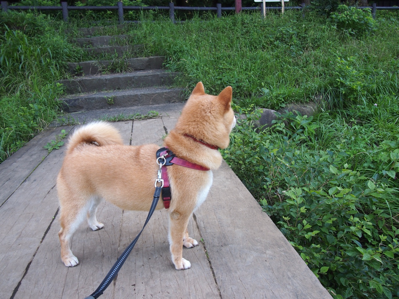 篮球运动员职业发展路径多样化,篮球运动员职业生涯规划