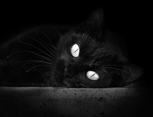 粉丝投票：哪个车手最具潜力？，最著名的车手