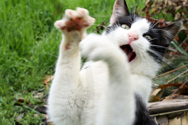 英超顶级比赛,进球精彩绝伦,战术调整巧妙,英超10佳进球