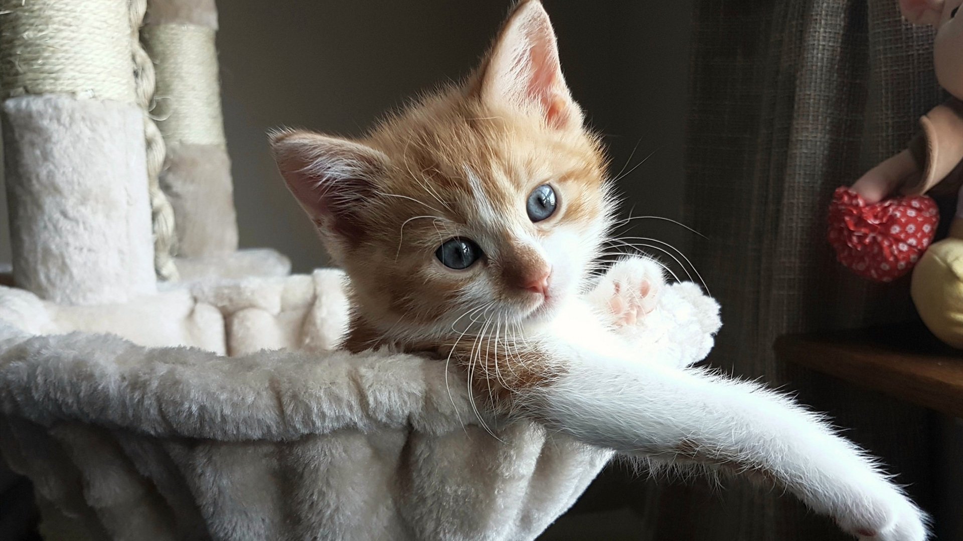 运动员危机应对：比赛中的突发状况，运动员面临的风险