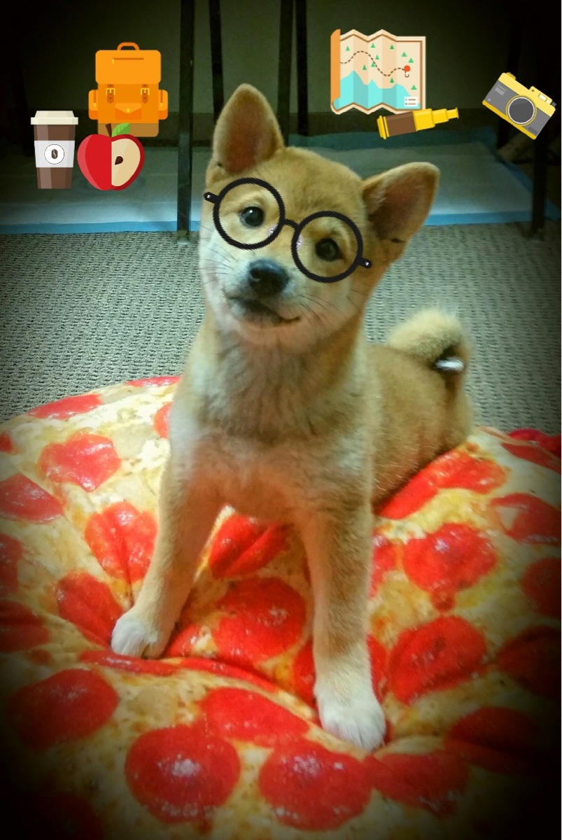 山东泰山主帅战术调整，泰山队主力