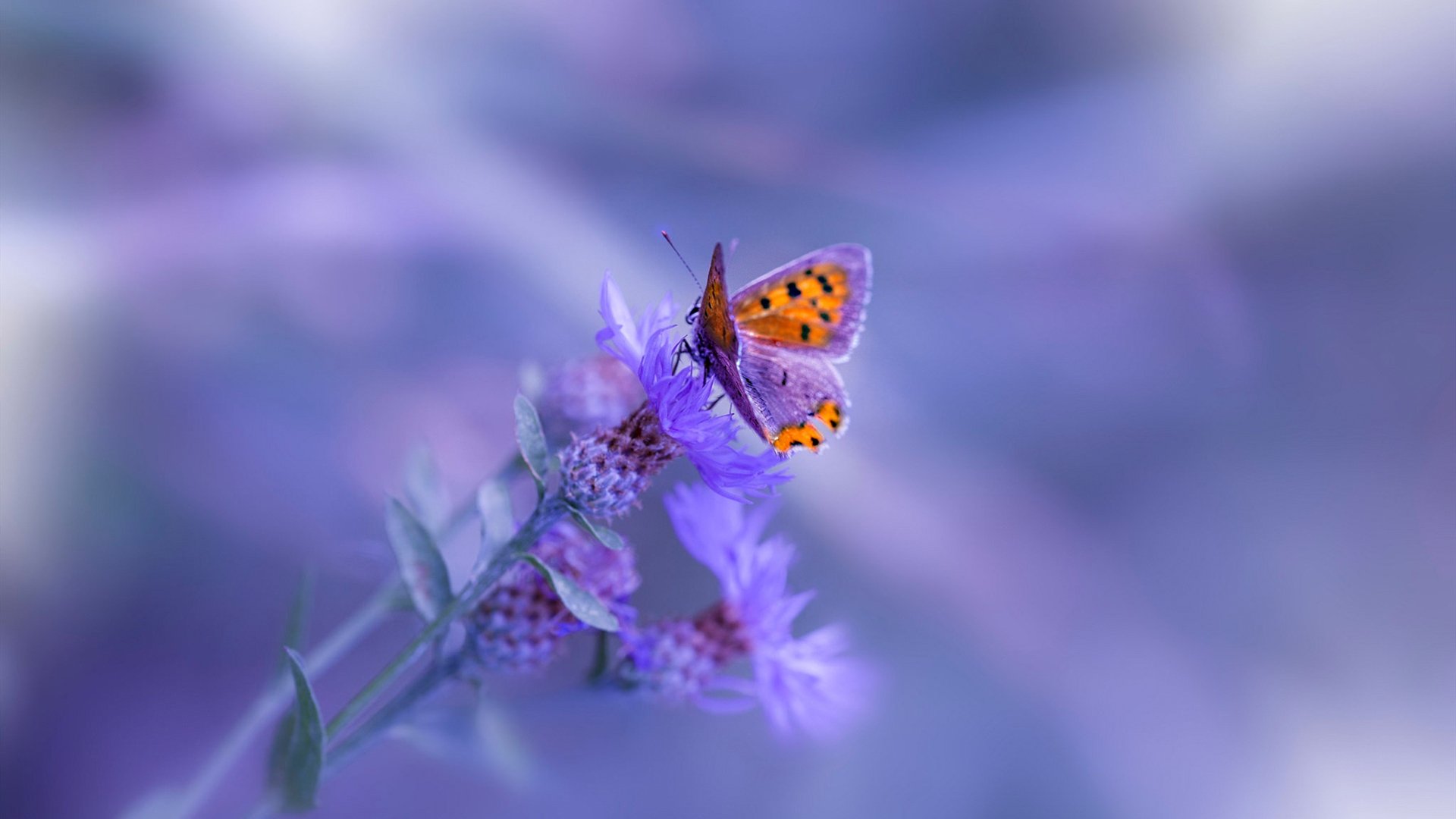 尼斯主场大胜斯特拉斯堡，豪取三分，尼斯vs马赛比赛最新消息