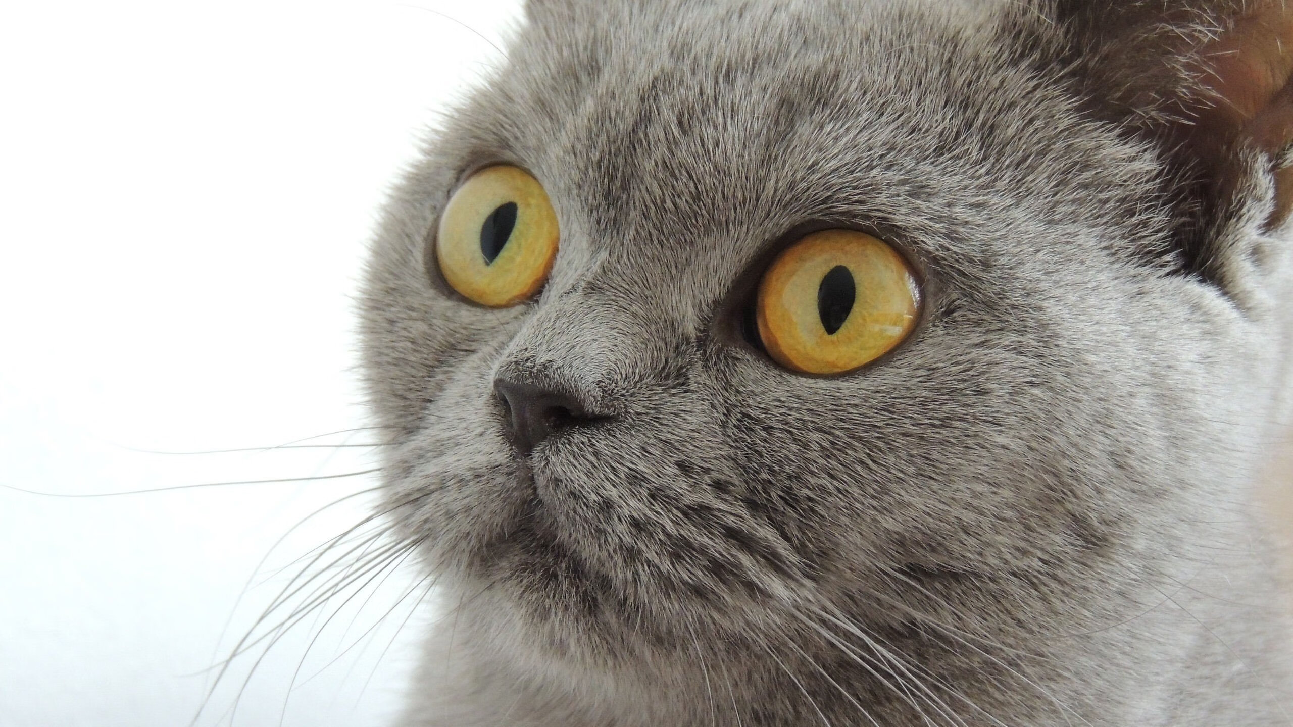 川崎前锋防线表现持续提升，川崎前锋2021