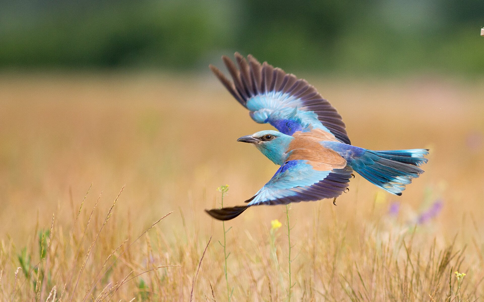 瑞典战队 Fnatic 在 BLAST Premier 中获得季军，瑞典小组赛