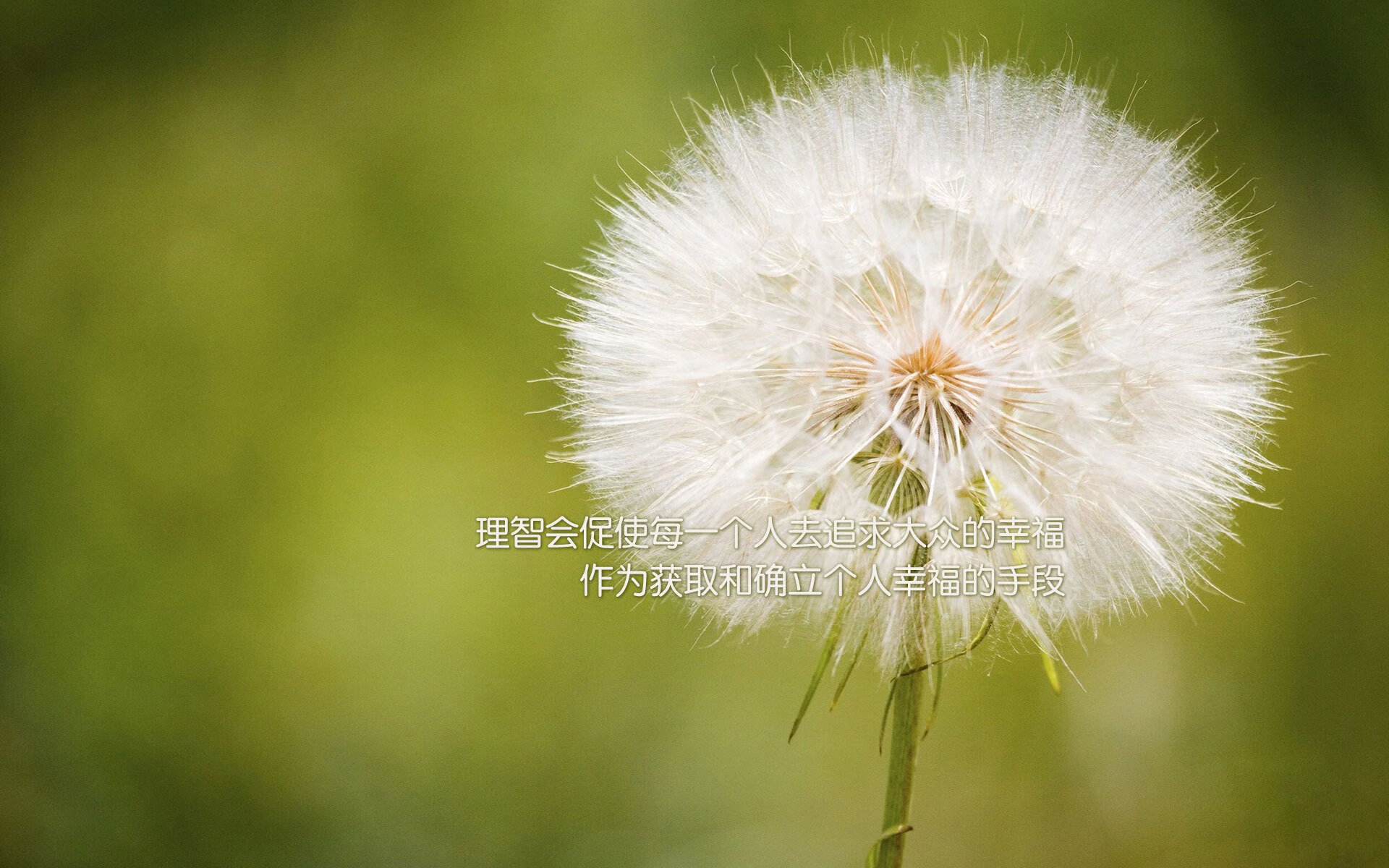 球队阵容再添强援，冲击总冠军霸权，球队sg