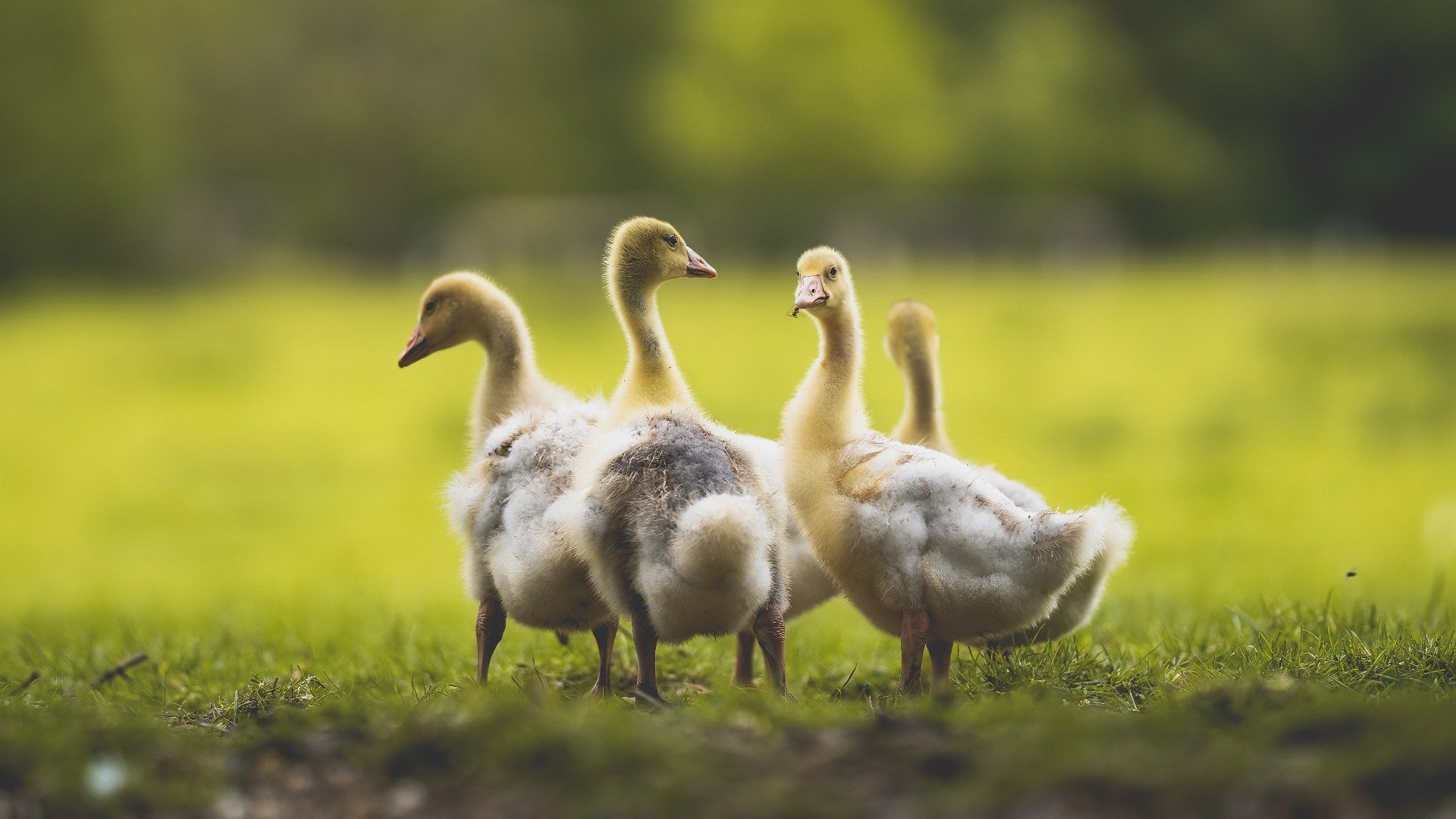 雄鹿压哨战胜太阳，总决赛中字母哥末节爆发，雄鹿担心字母哥伤势