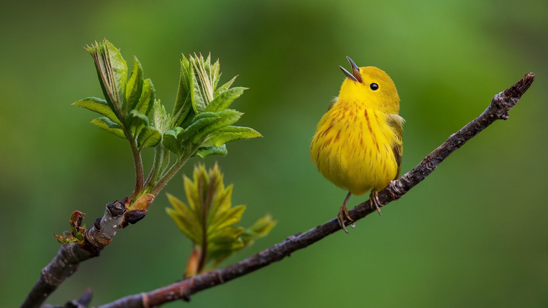 鹈鹕队奇才表现耀眼 实力大幅提高，鹈鹕队队员名单最新