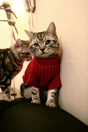 中超俱乐部引援加强阵容实力,中超新援