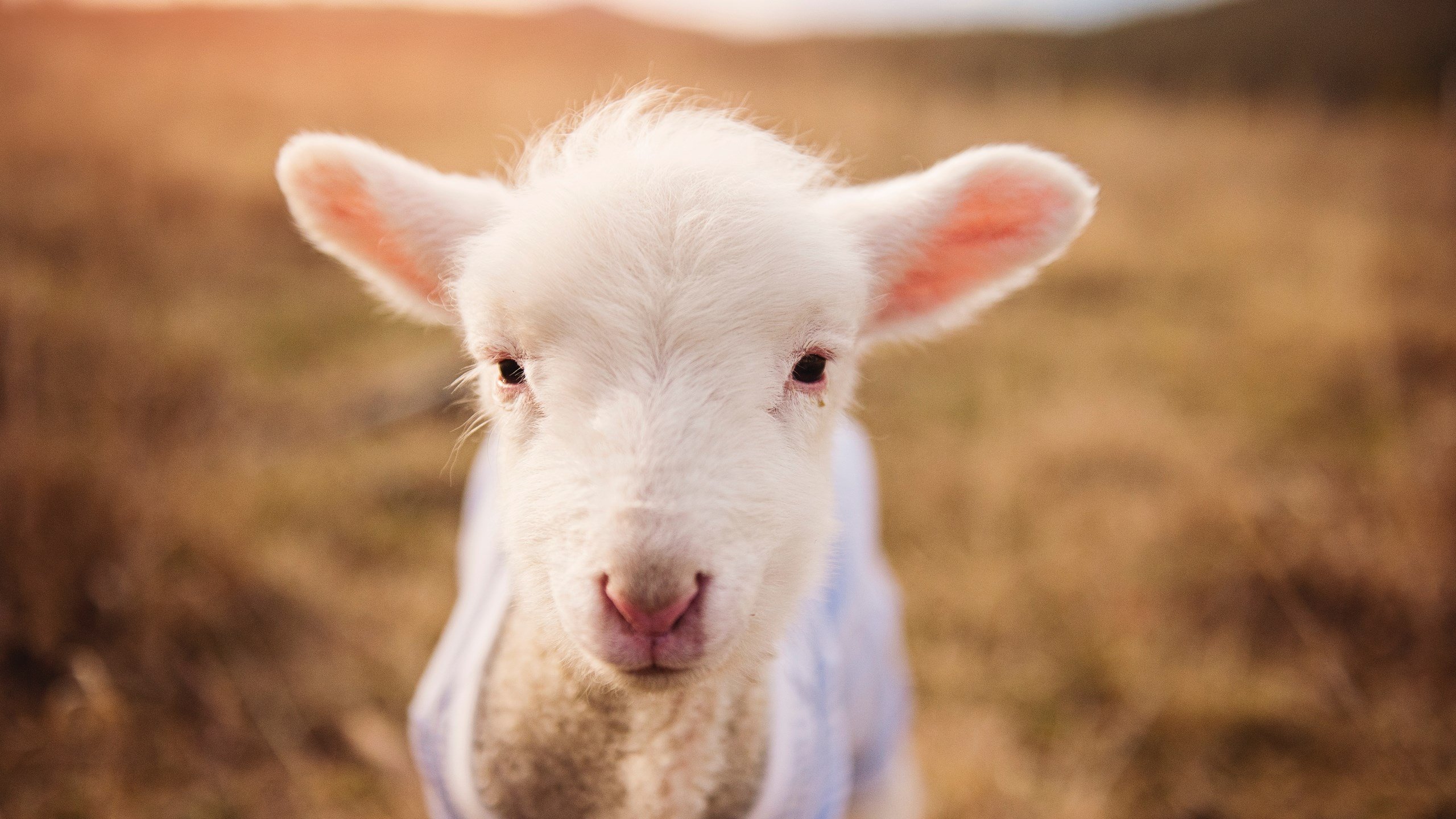 女子泳将再破亚洲纪录，女子游泳破纪录