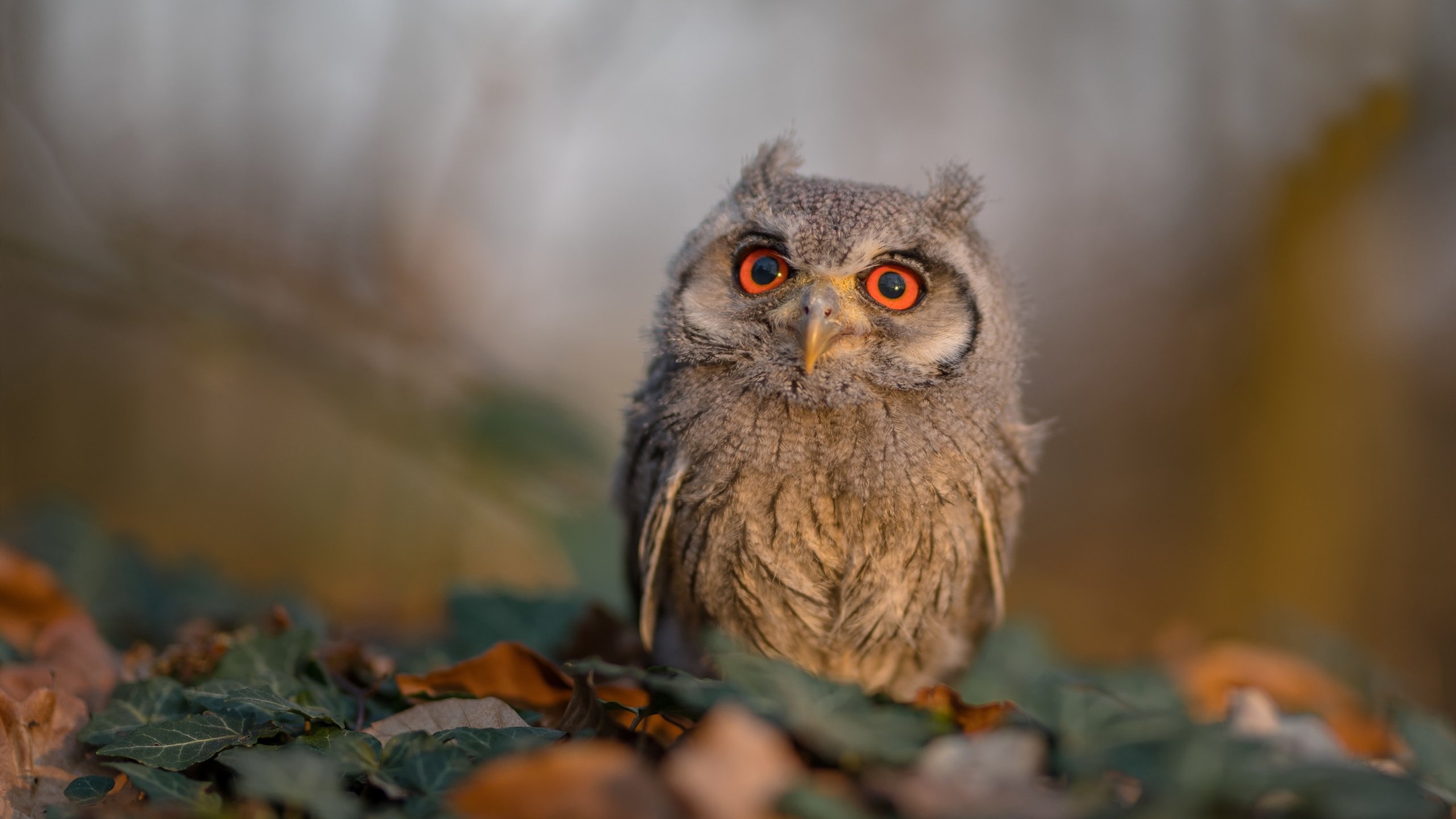德雷塞尔破赛季最好成绩,德雷塞尔破世界纪录