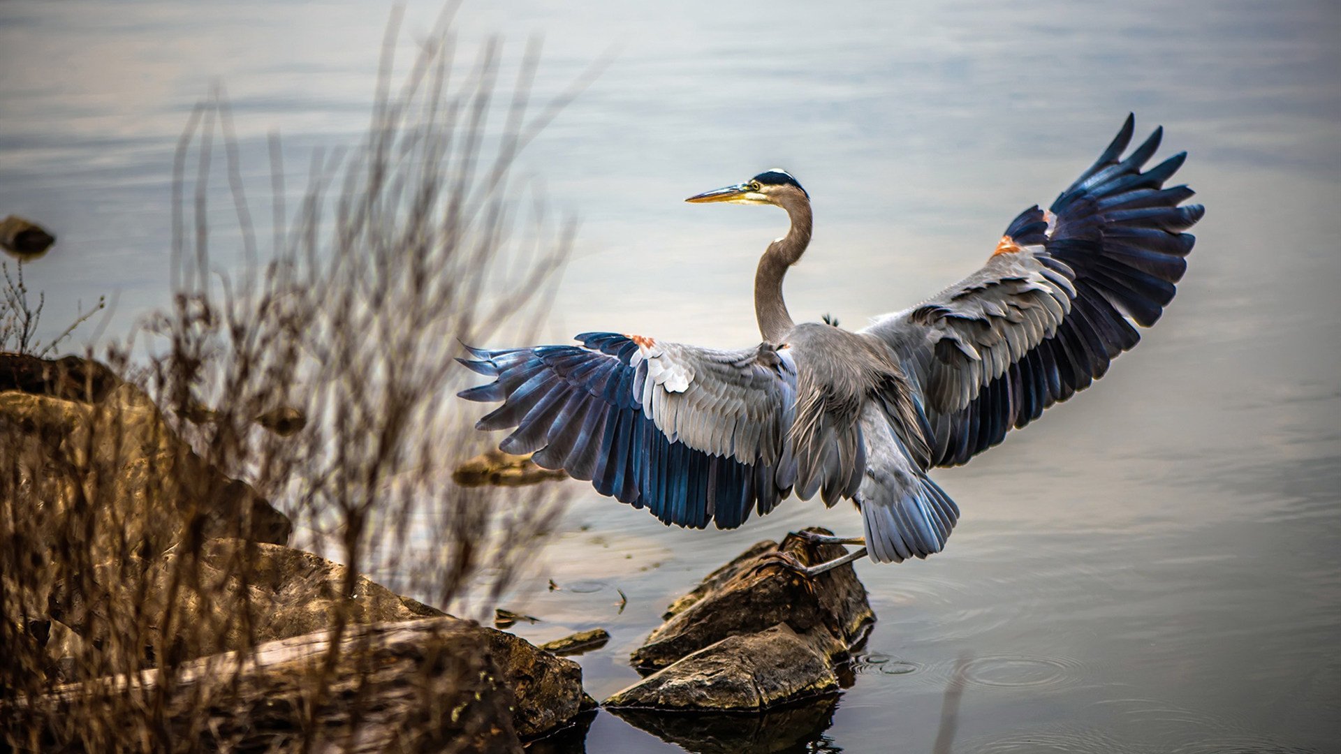 “马丁·高尔西的球场统治力,助阿根廷美洲狮队突破难关”