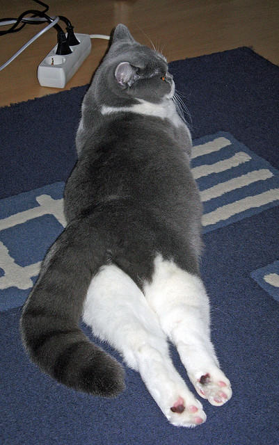 东契奇一条龙上篮点燃独行侠替补席，曝东契奇同意5年2.07亿续约独行侠