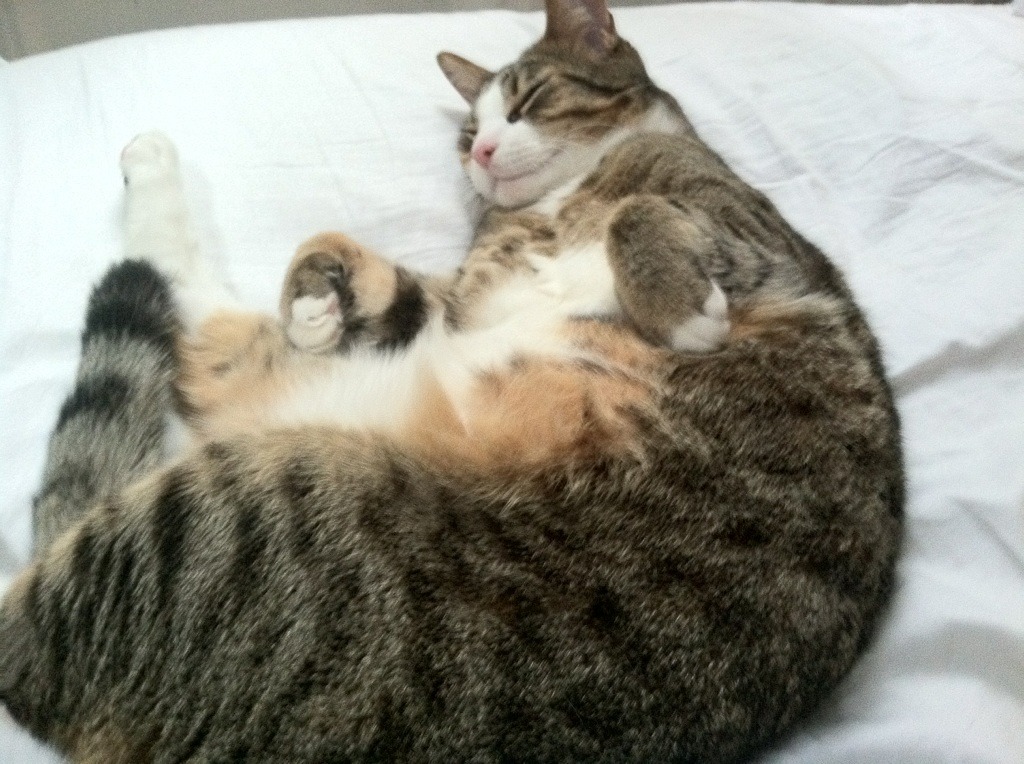 巴特尔的精准抢断与防守反击,助袋鼠队迅速反击,巴特尔打什么位置